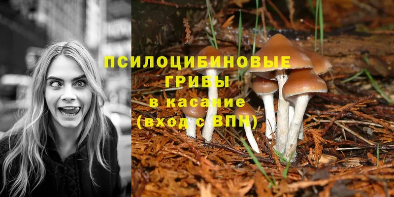 закладки  Кедровый  Псилоцибиновые грибы Psilocybine cubensis 